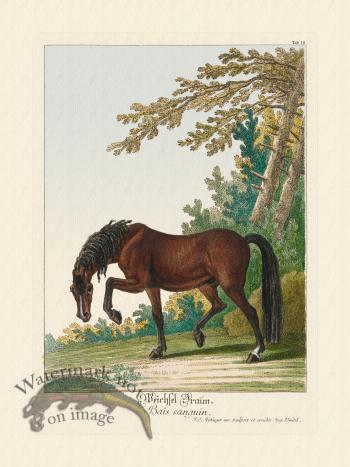 Ridingers Horses 10